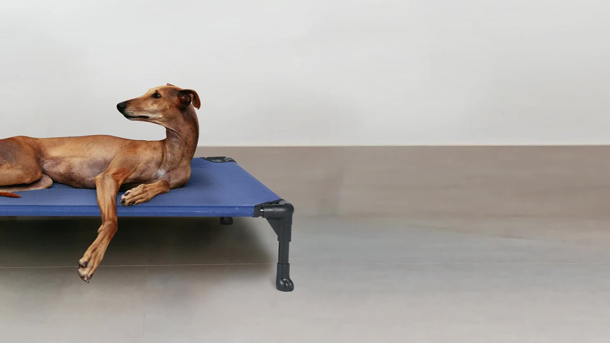 Elevated Dog Bed 2 Pack for Large Dogs, 42 x 30 Inch Breathable Mesh Raised Cots with Non-Slip Feet, Tool-Free Assembly for Indoor, Patio and Camping