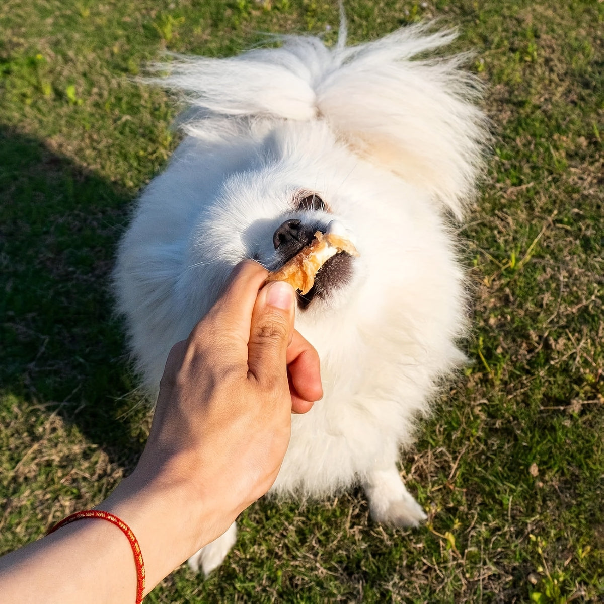 Dog Treats 203g with Duck Meat, Chicken Wrapped Bone or Dried Chicken Breast Options for Supervised Chewing, Training Rewards and Everyday Snack Time