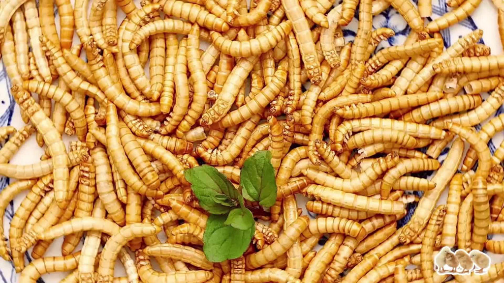 Dried Mealworms for Chickens and Wild Birds, Insect Treats for Backyard Feeding and Foraging Routines with Small and Bulk Weight Options