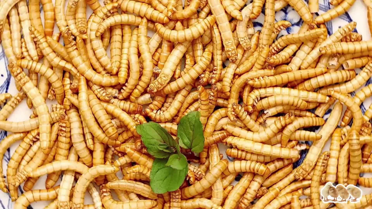 Dried Mealworms for Chickens and Wild Birds, Insect Treats for Backyard Feeding and Foraging Routines with Small and Bulk Weight Options