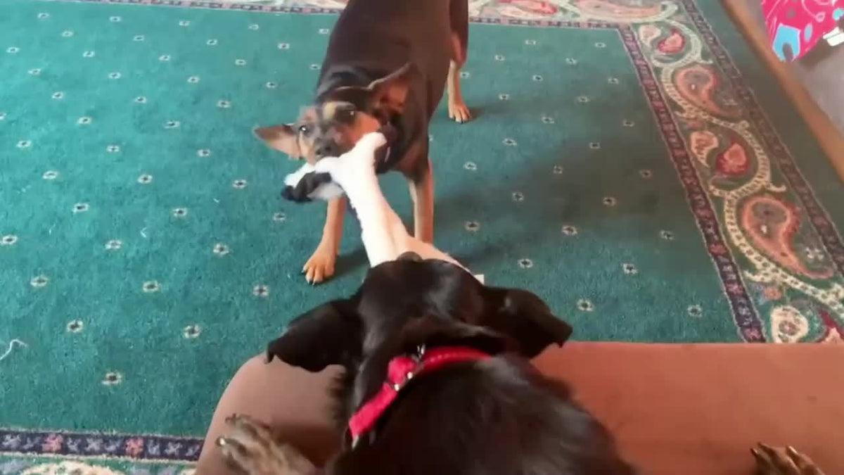Long Animal Squeaky Dog Toys with Plush Texture, Interactive Chew and Gentle Play Companions for Supervised Puppy Games and Everyday Toy Rotation