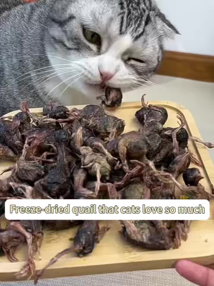 Freeze Dried Quail Cat Treats, Crunchy Single-Ingredient Pet Snacks for Cats and Dogs, Bite-Size Morsels for Supervised Treat Time and Training Rewards