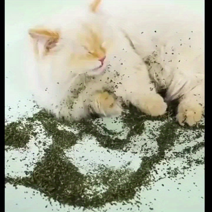 Cat Attractant Powder 50g 1.76 oz, Fine Powder Format for Cat Owners, Single Weight Option for Pet Care Supplies, Check Ingredients Before Use
